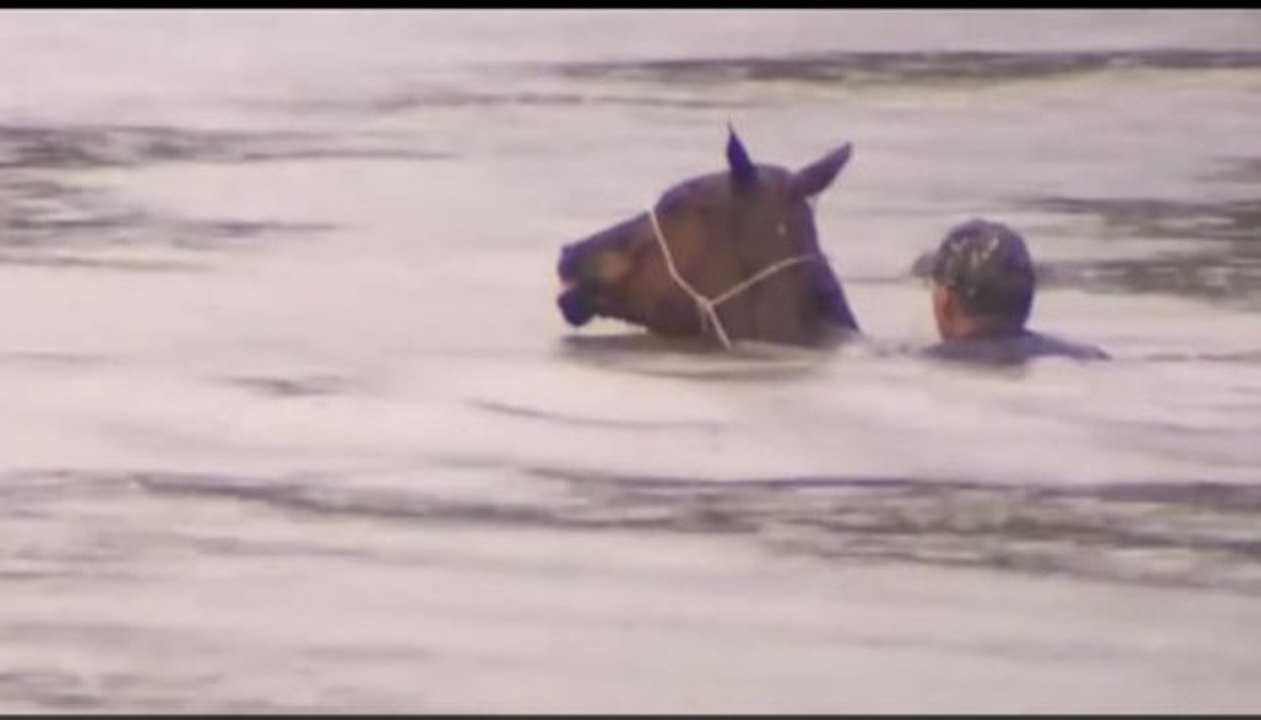 Überschwemmung: Er riskiert sein Leben, um Pferde vorm Ertrinken zu retten