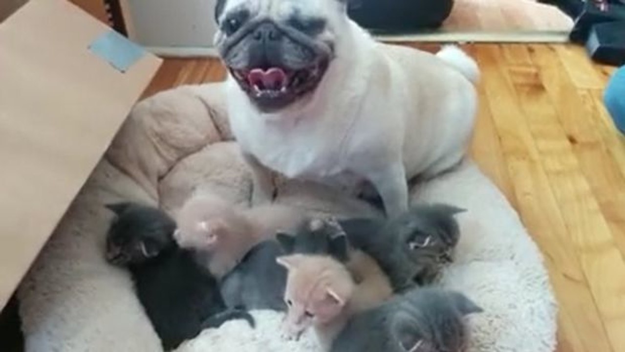 Dieser Mops ersetzt die Katzenmutter bis zu ihrer Rückkehr