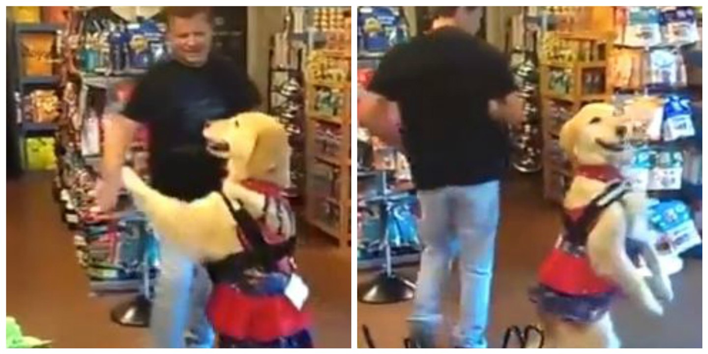 Dieser Hund kann euch problemlos Salsa beibringen