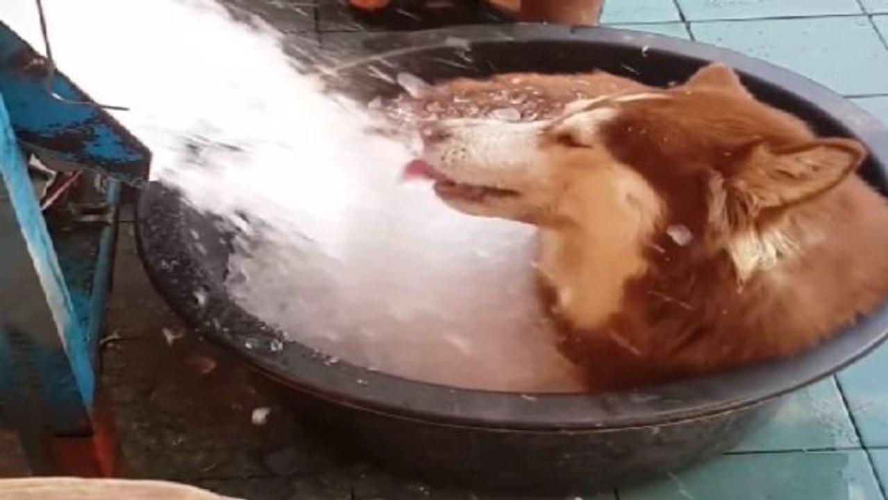 Der glücklichste Husky der Welt... in seinem Bad aus Eis