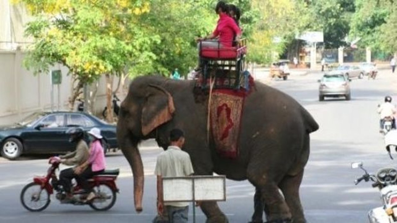 Eine Elefantenkuh stirbt an Erschöpfung, weil sie unermüdlich Touristen tragen musste