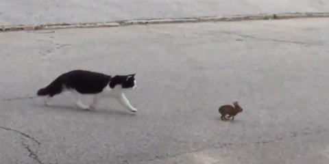 Katze rennt hinter Hasenbaby her, aber am Ende bewahrheitet sich ein altes Sprichwort!
