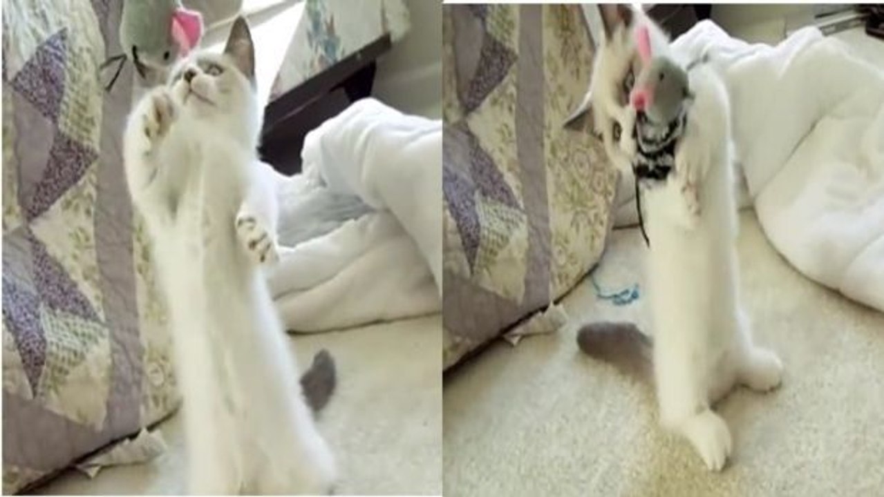 Eine Katze und ihre Kuschelmaus