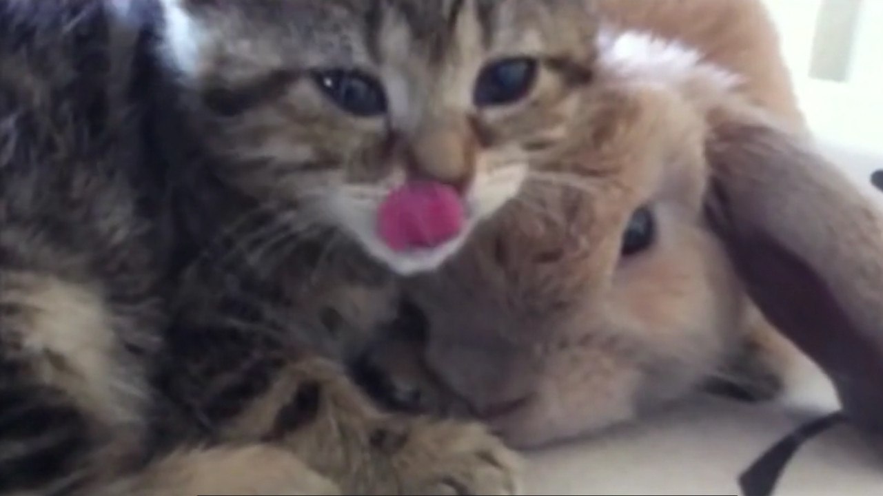 Beste Freunde: ein blindes Kätzchen und ein Kaninchen