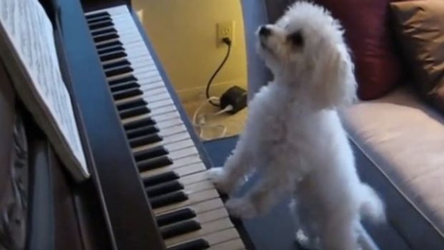 Dieser Hund ist ein Virtuose am Klavier