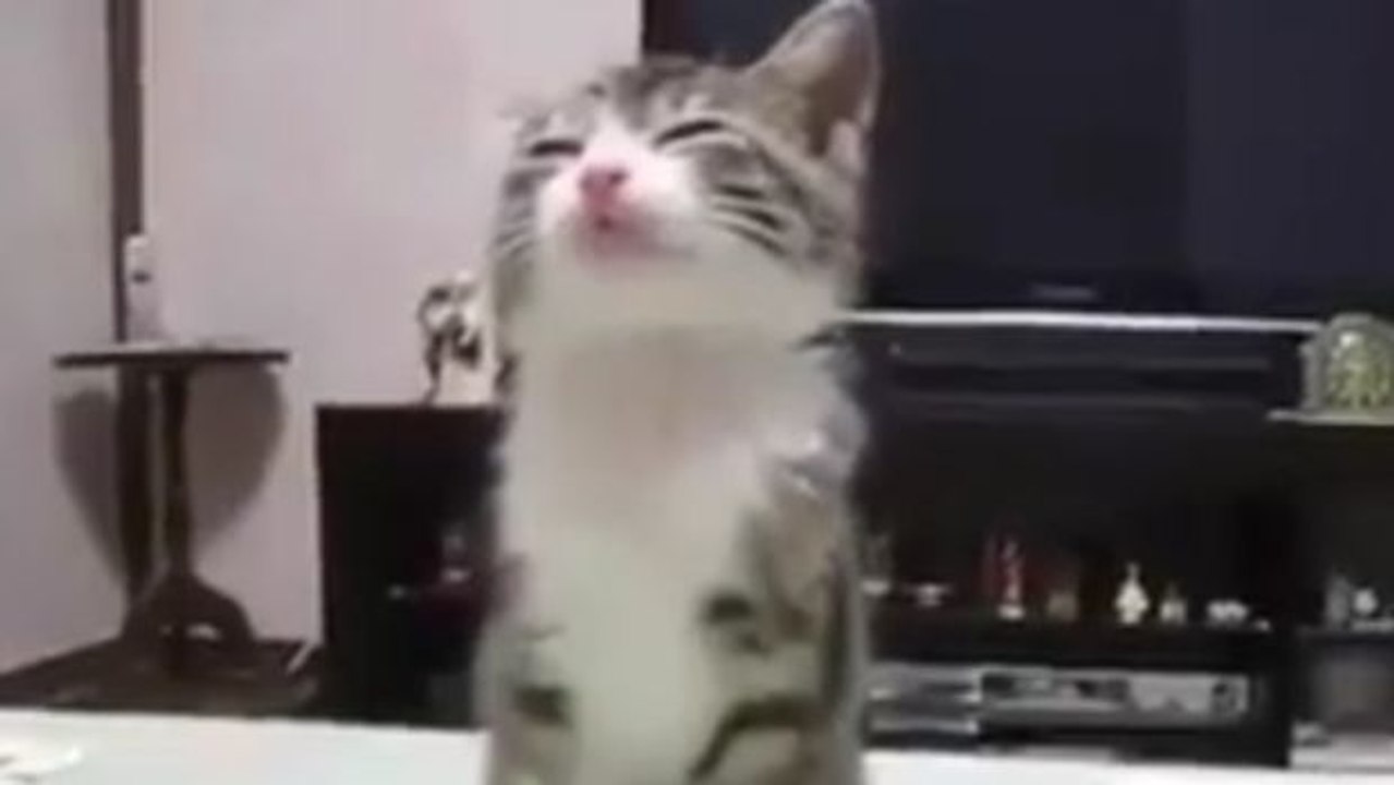 Dieses Kätzchen schläft im Stehen ein und versucht doch, wach zu bleiben