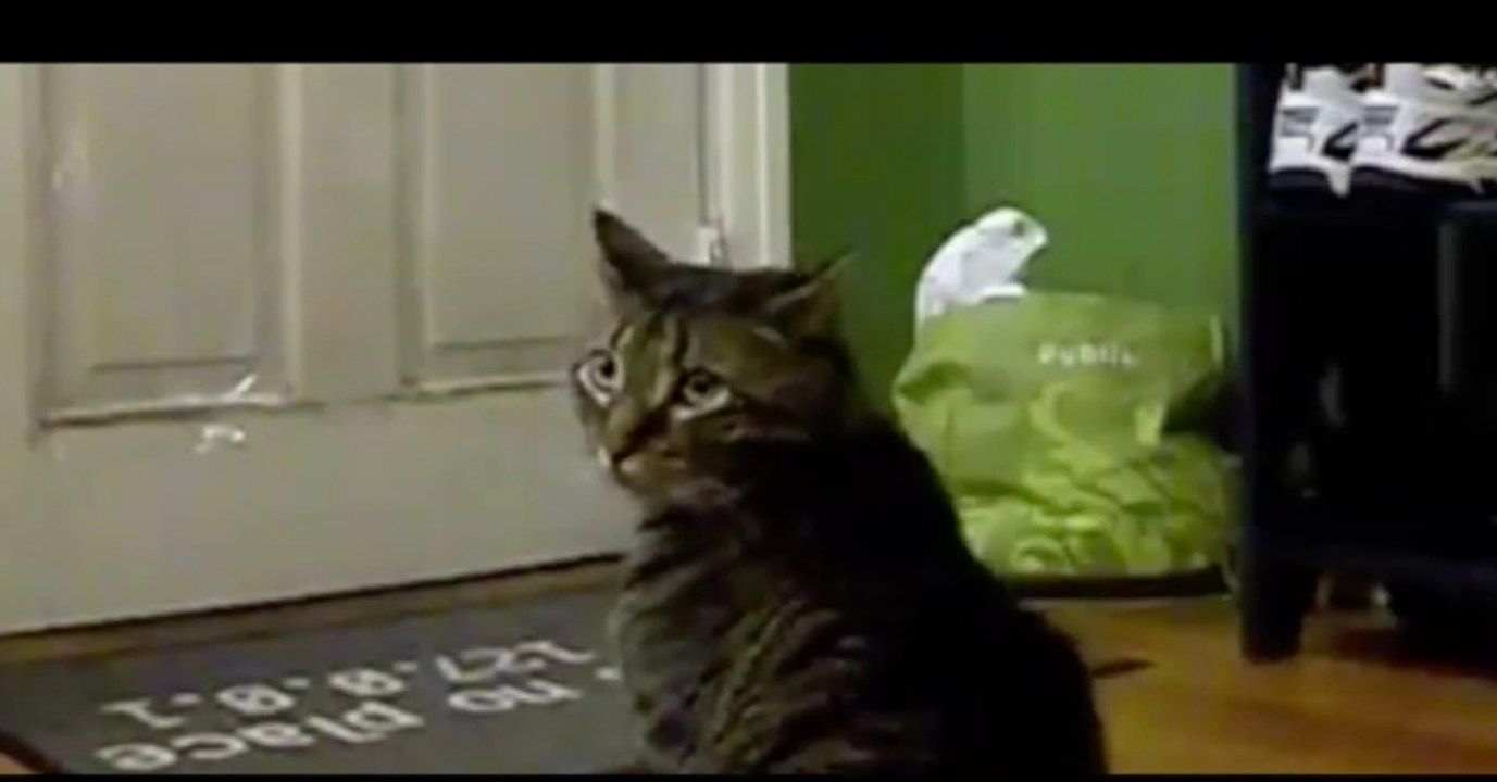 Jeden Morgen wartet die Katze brav vor der Haustür