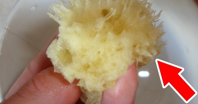 Wie kann man Schwämme bei sich zu Hause wachsen lassen?