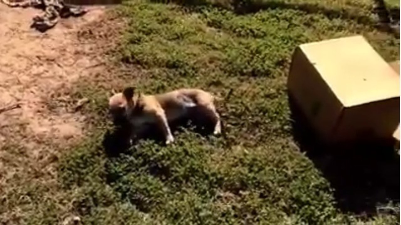 Fahrradfahrer findet ausgesetzten Welpen und startet unglaubliche Aktion