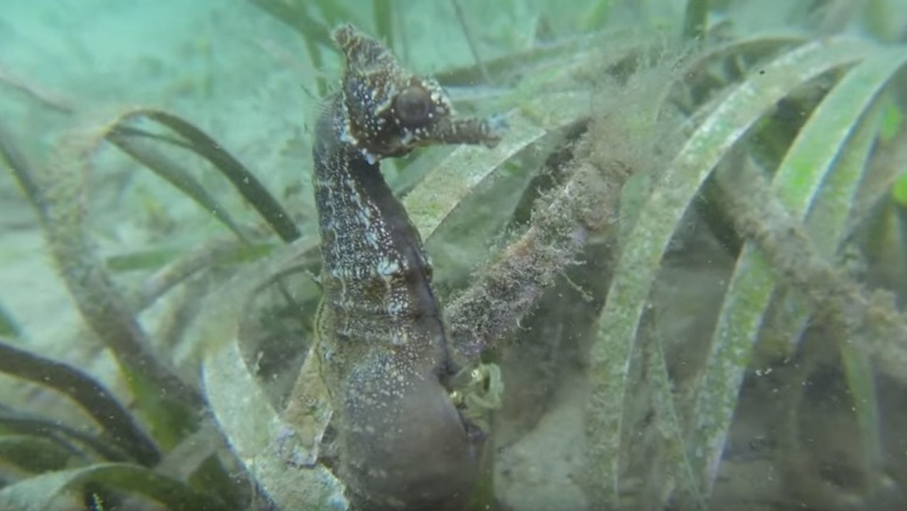 Seltener Moment: Die Geburt von Baby-Seepferdchen live gefilmt