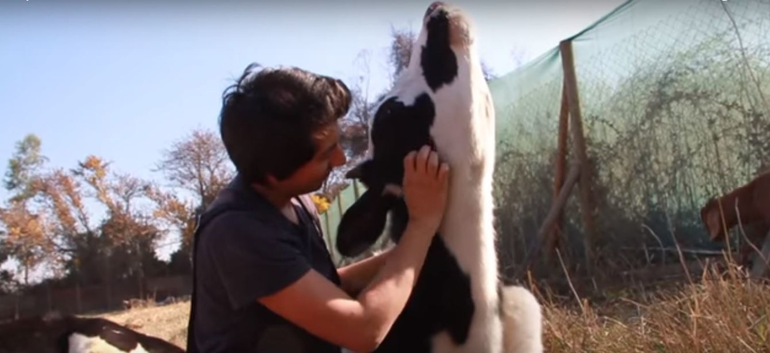 Diese Kühe sind einem sicheren Tod entronnen und dürfen jetzt Streicheleinheiten genießen