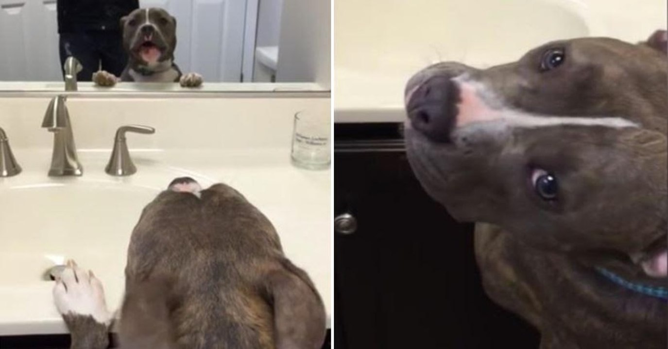 Dieser Pitbull macht urkomische Geräusche, als er sich im Spiegel sieht!