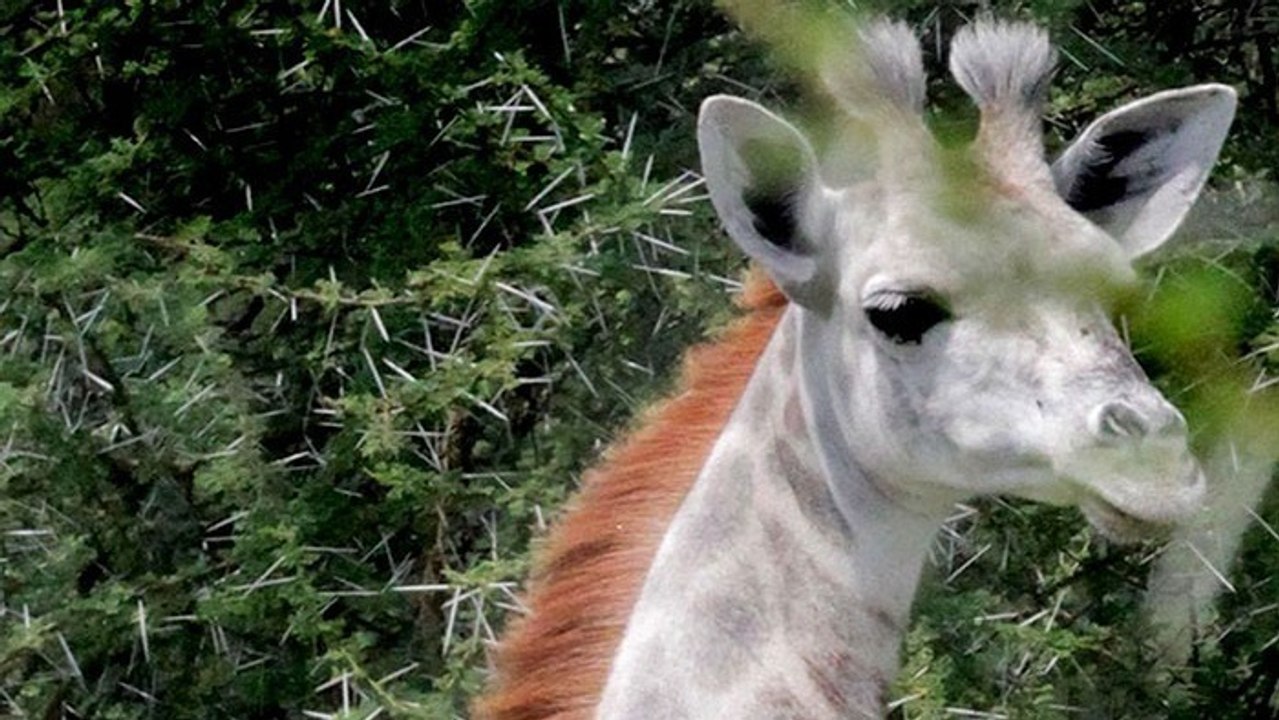 Diese weiße Giraffe in Tansania ist die einzige ihrer Art!