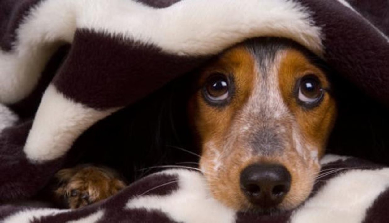 6 Tipps wenn euer Hund Angst vor Gewittern hat!