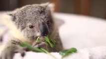 Herzallerliebst: Hast Du schon einmal einem Koala-Baby beim Fressen zugeschaut?