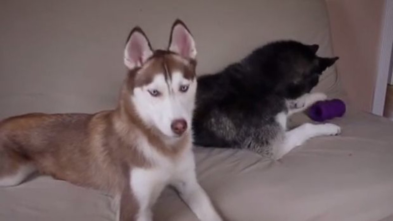 Zwei Huskys machen sich ein Spielzeug streitig... Ein drolliger Dialog!