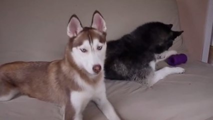 Zwei Huskys machen sich ein Spielzeug streitig... Ein drolliger Dialog!