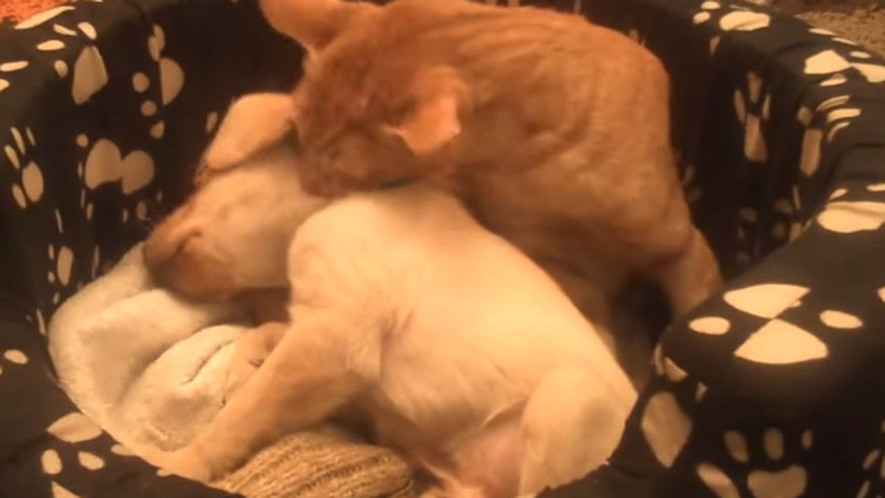 Eine Bengalkatze putzt einen kleinen Labradorwelpen