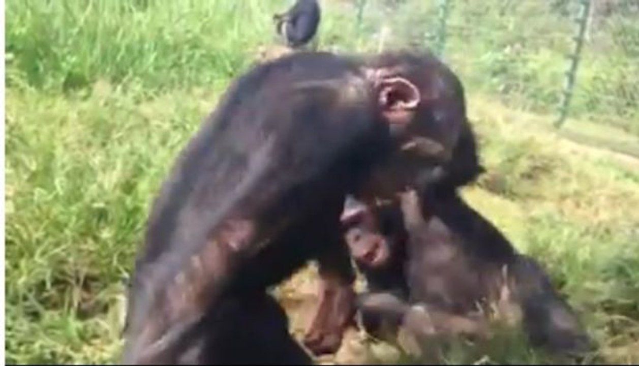 Dieser aus der Gefangenschaft gerettete Babyschimpanse sieht den Himmel zum ersten Mal seit langer Zeit ...