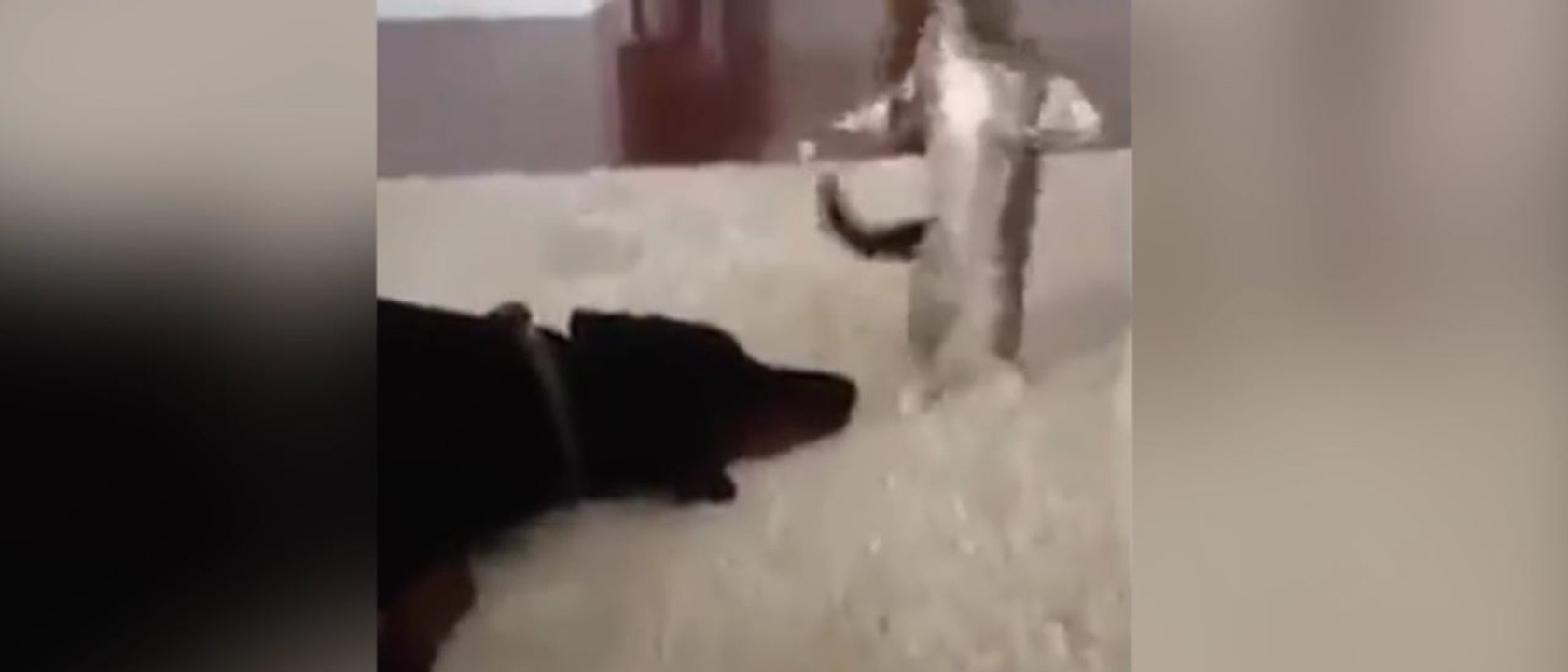 Dieses Kätzchen will den Hund um alles in der Welt nicht in Ruhe schlafen lassen