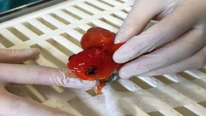 Sie schrecken vor nichts zurück, um einen Goldfisch zu retten