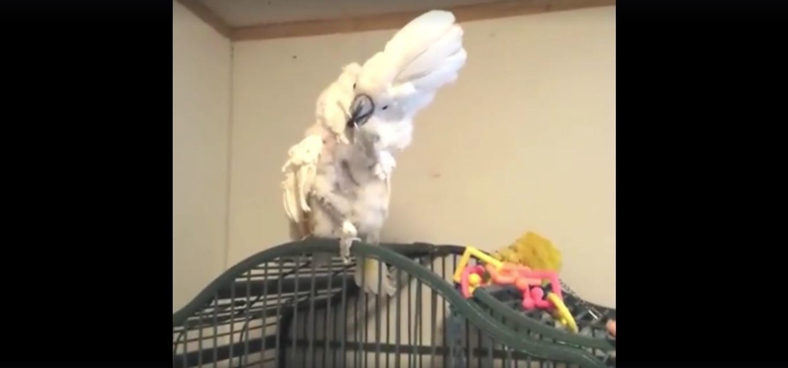 Bei diesem Kakadu ist gerade Schnabelputzen angesagt!