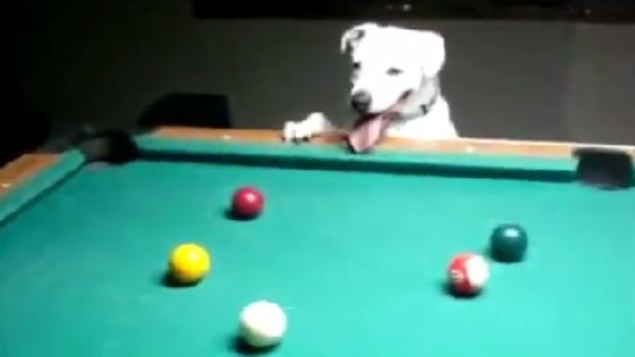 Dieser Hund ist im Billard sehr viel begabter als ihr...