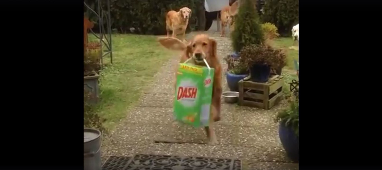 Gut erzogen: Diese Hunde helfen, die Einkäufe ins Haus zu tragen