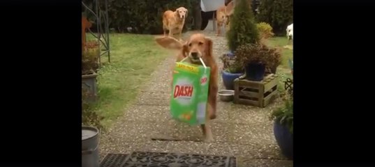 Gut erzogen: Diese Hunde helfen, die Einkäufe ins Haus zu tragen