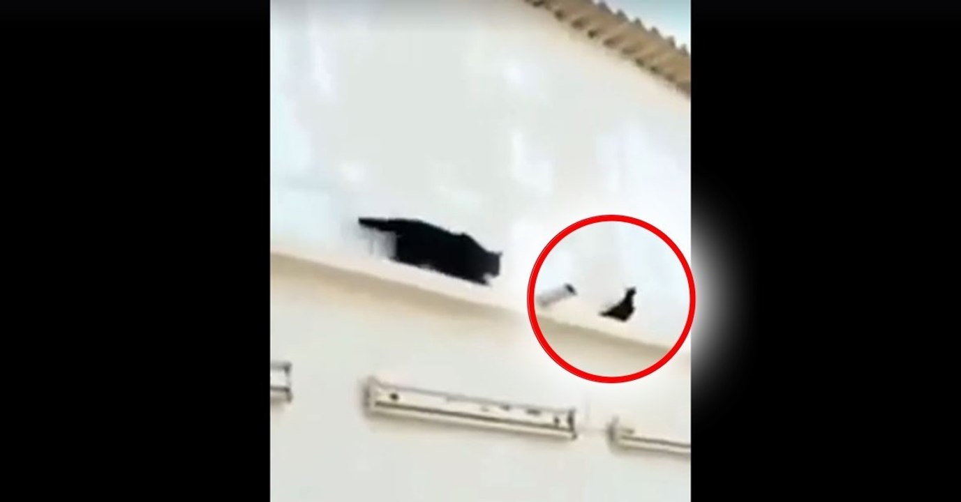 Eine Katze wird von einer Taube lächerlich gemacht