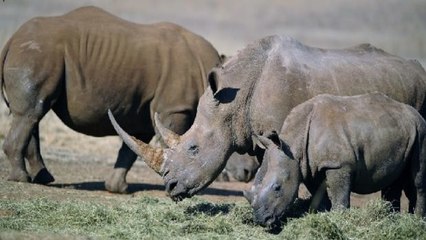 Um ihre Tierart zu retten, müssen diese Nashörner umziehen