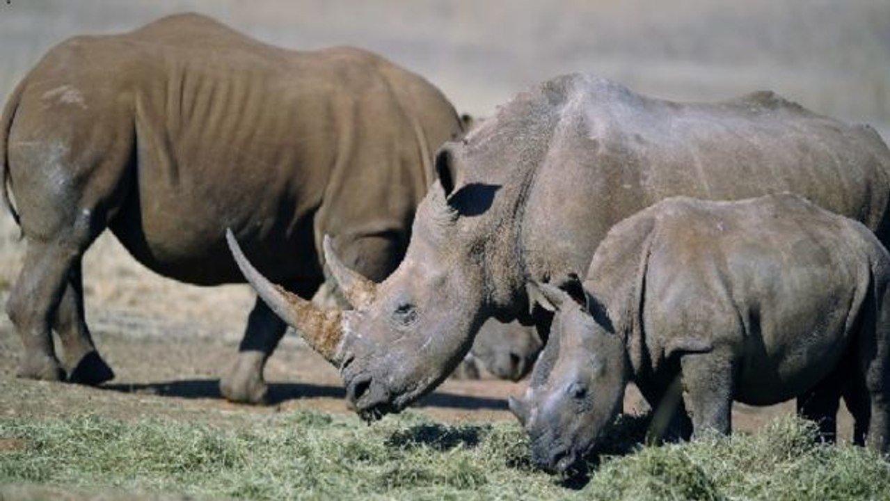 Um ihre Tierart zu retten, müssen diese Nashörner umziehen