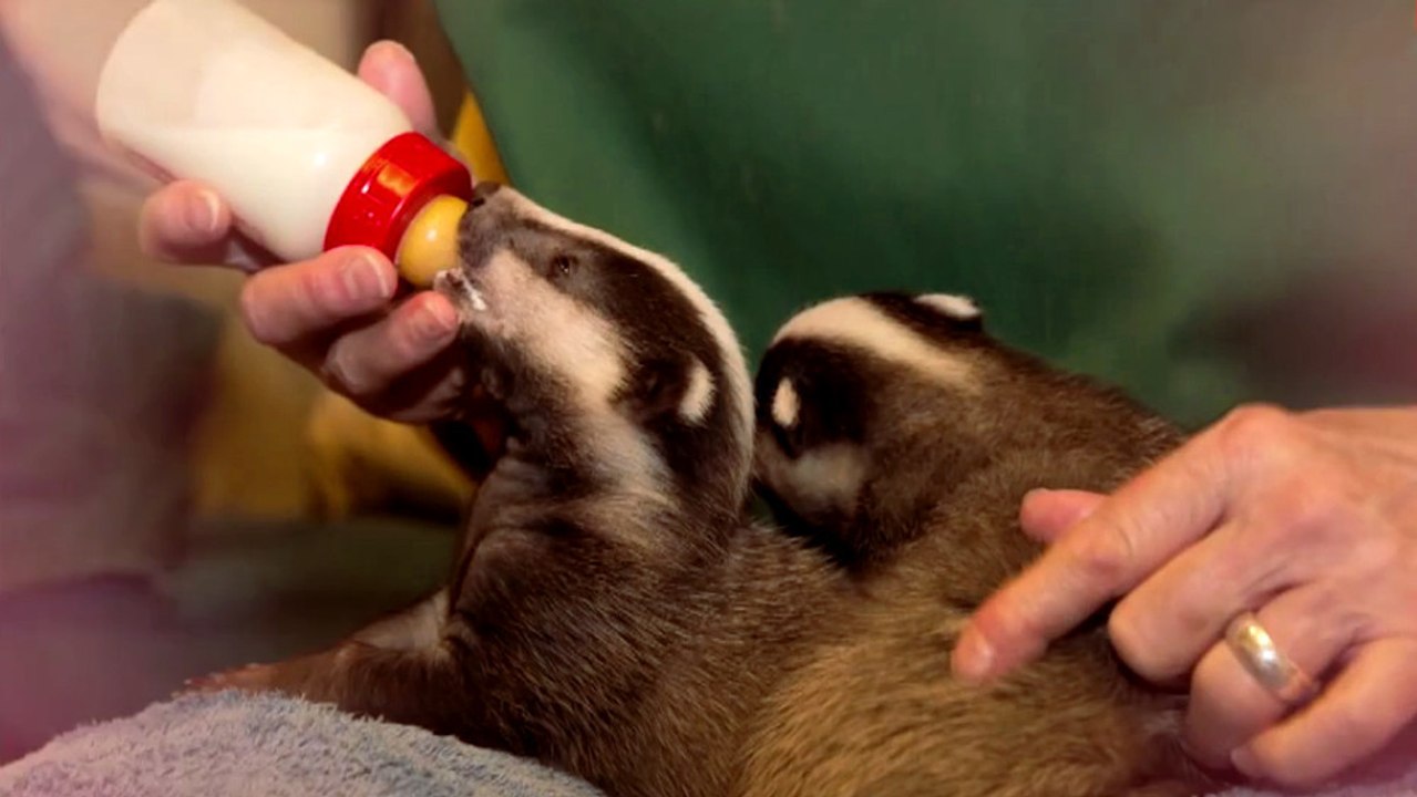 Drei verwaiste Dachswelpen nun in sicherer Obhut