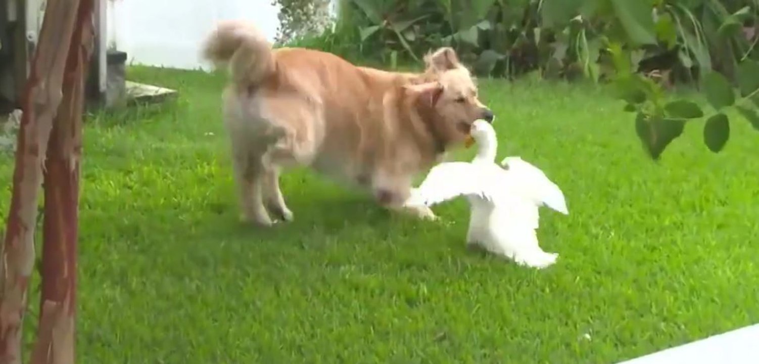 Eine nicht ganz alltägliche freundschaft zwischen einem golden retriever und einer ente
