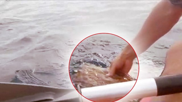 Beim Kajakfahren rettet dieser Mann eine Schildkröte, die in einem Fischernetz gefangen war