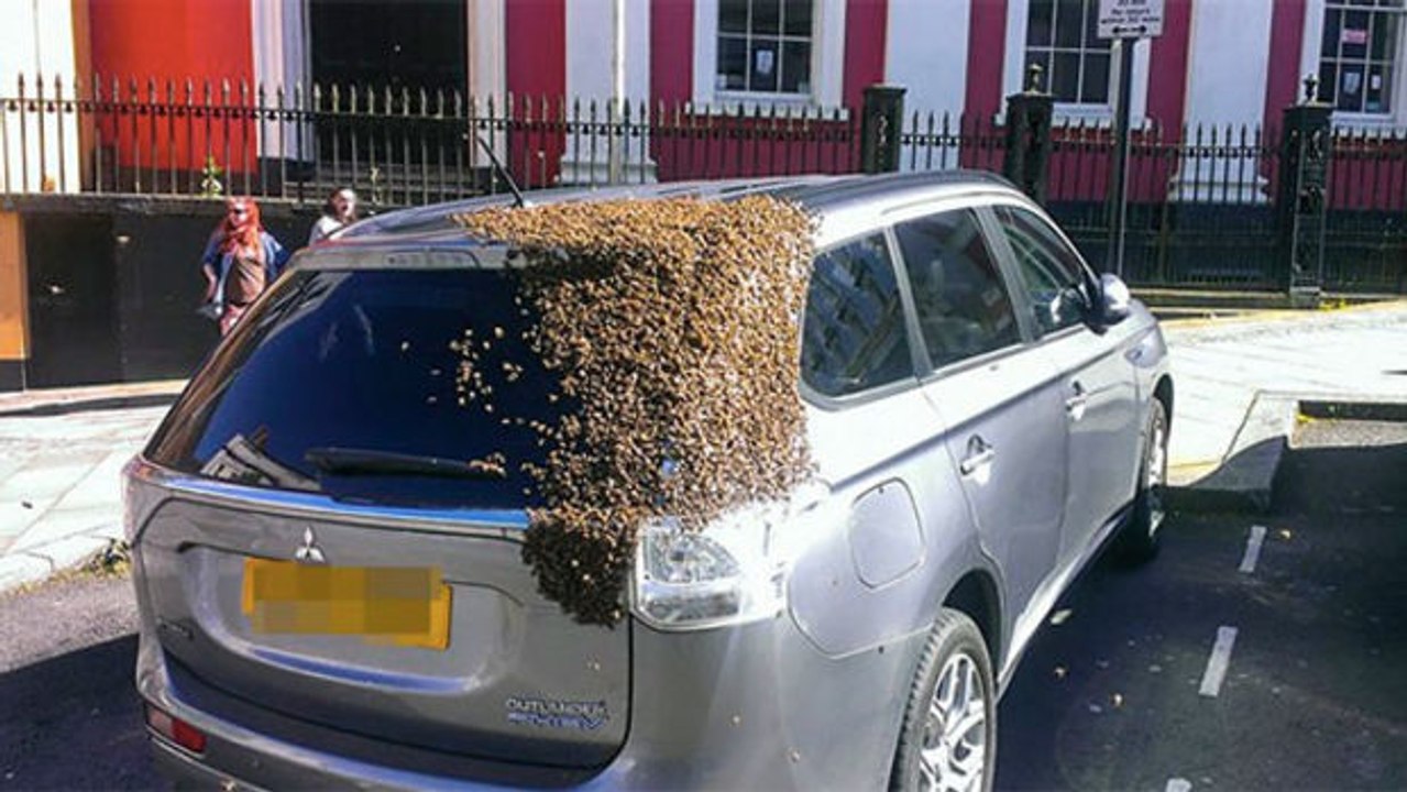 Dieser Autofahrer wird aus einem erstaunlichen Grund während 48 Stunden von einem Schwarm von 20 000 Bienen verfolgt