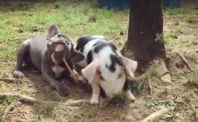 Der kleine Hund hat einen komischen Spielgefährten gefunden!