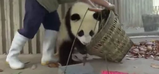 Das Gehege der Pandababys zu putzen, eine fast unmögliche Mission