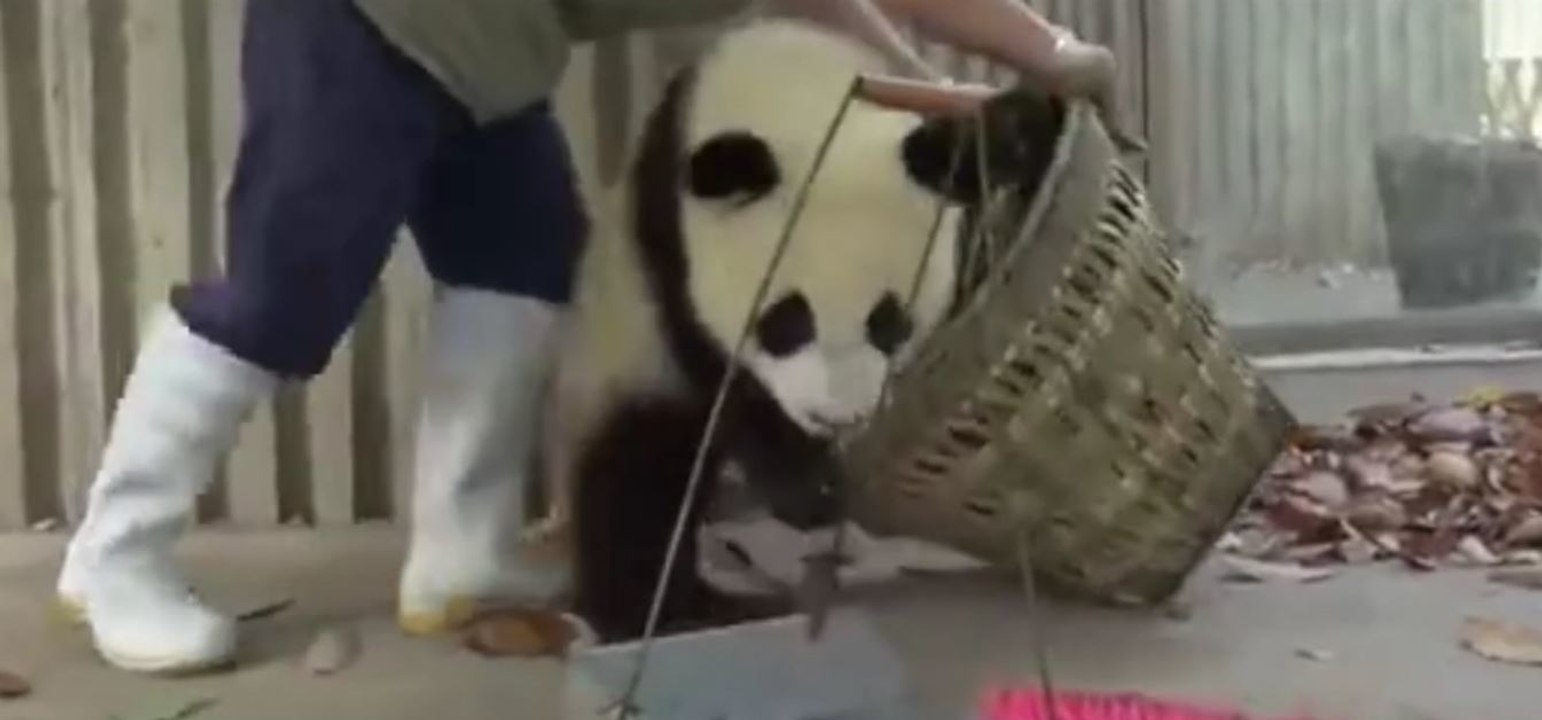 Das Gehege der Pandababys zu putzen, eine fast unmögliche Mission