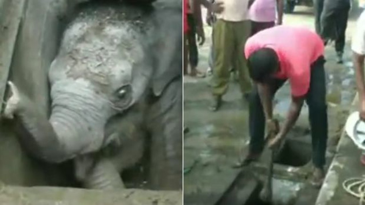 Ein Elefantenkalb konnte unter den Augen seiner Mutter aus einem Abfluss-Schacht gerettet werden