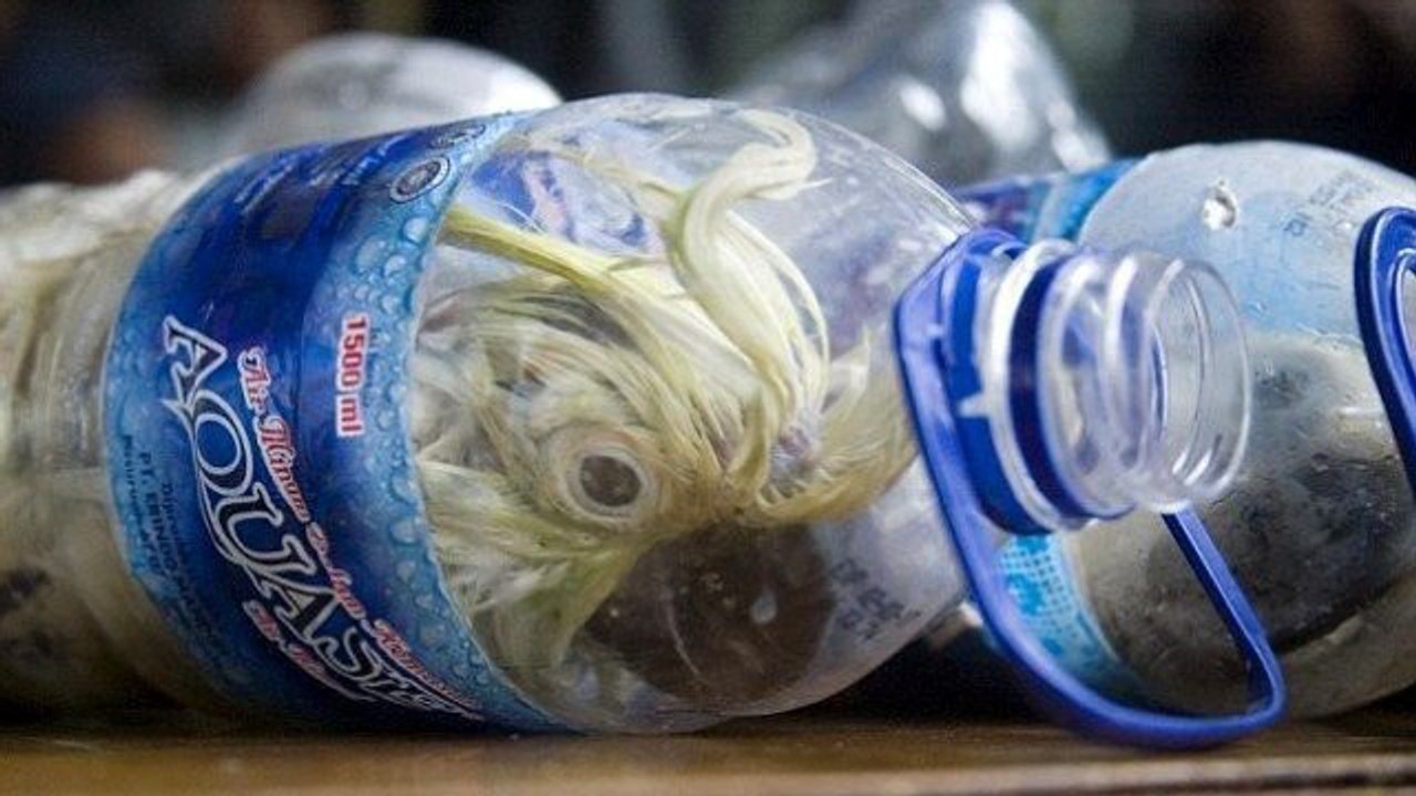 Kakadu-Schmuggel: Wilderer schrecken vor nichts zurück