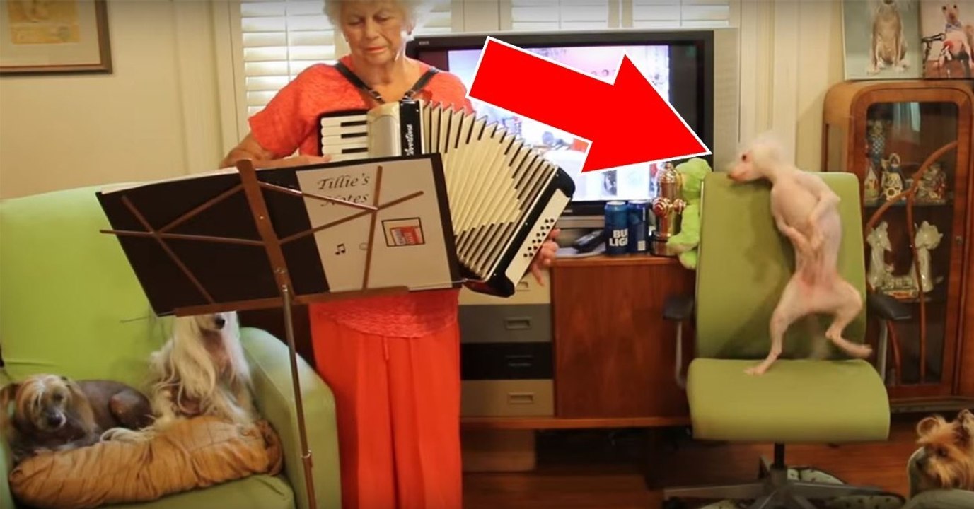 Sobald dieser Hund sein Frauchen Polka spielen hört, fängt er an zu tanzen