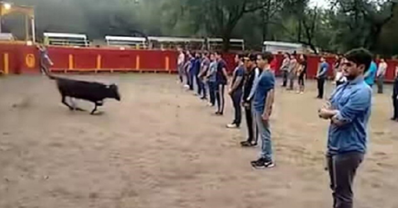 Junge Leute stellen sich mitten in die Arena. Dann rennt der Stier plötzlich los!