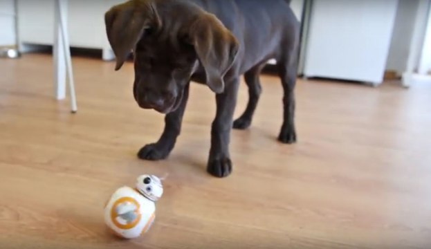 Lustige Reaktion eines Hundes auf den Star Wars Droiden BB-8