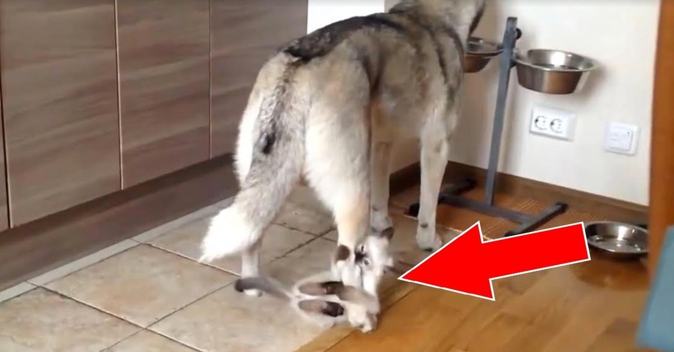 Ein verspieltes Kätzchen und ein unbeirrter Husky, der sich einfach nicht stören lässt