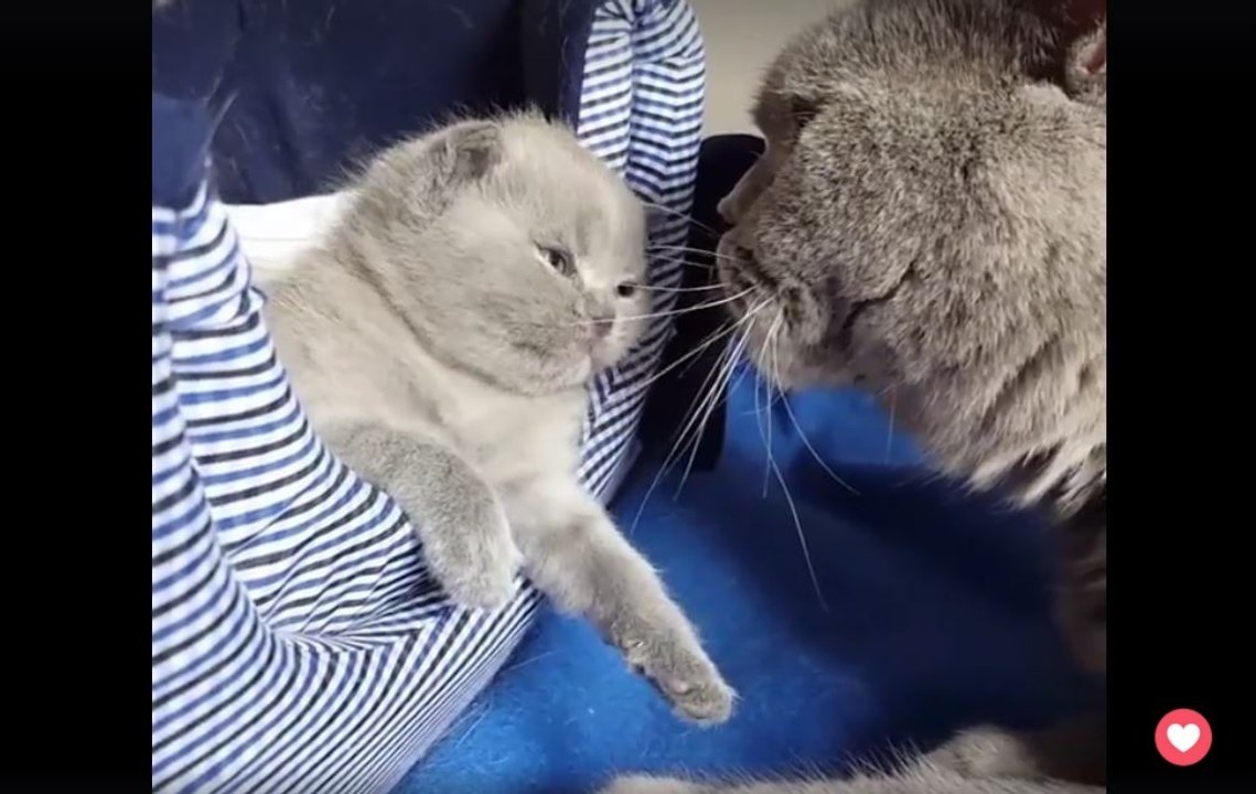 Die liebenswerteste Pflegestunde der Welt