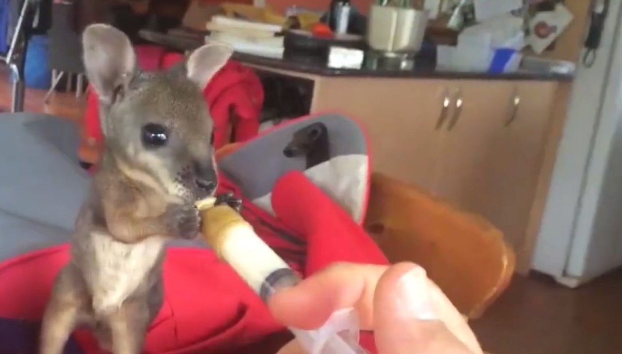 Wenn dieses Baby-Känguru aus dem Fläschchen trinkt, schmelzen alle nur so dahin