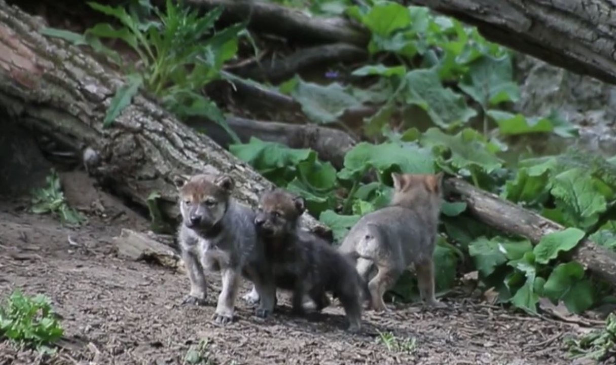 Junge Wolfswelpen verlassen zum ersten Mal ihren Bau...