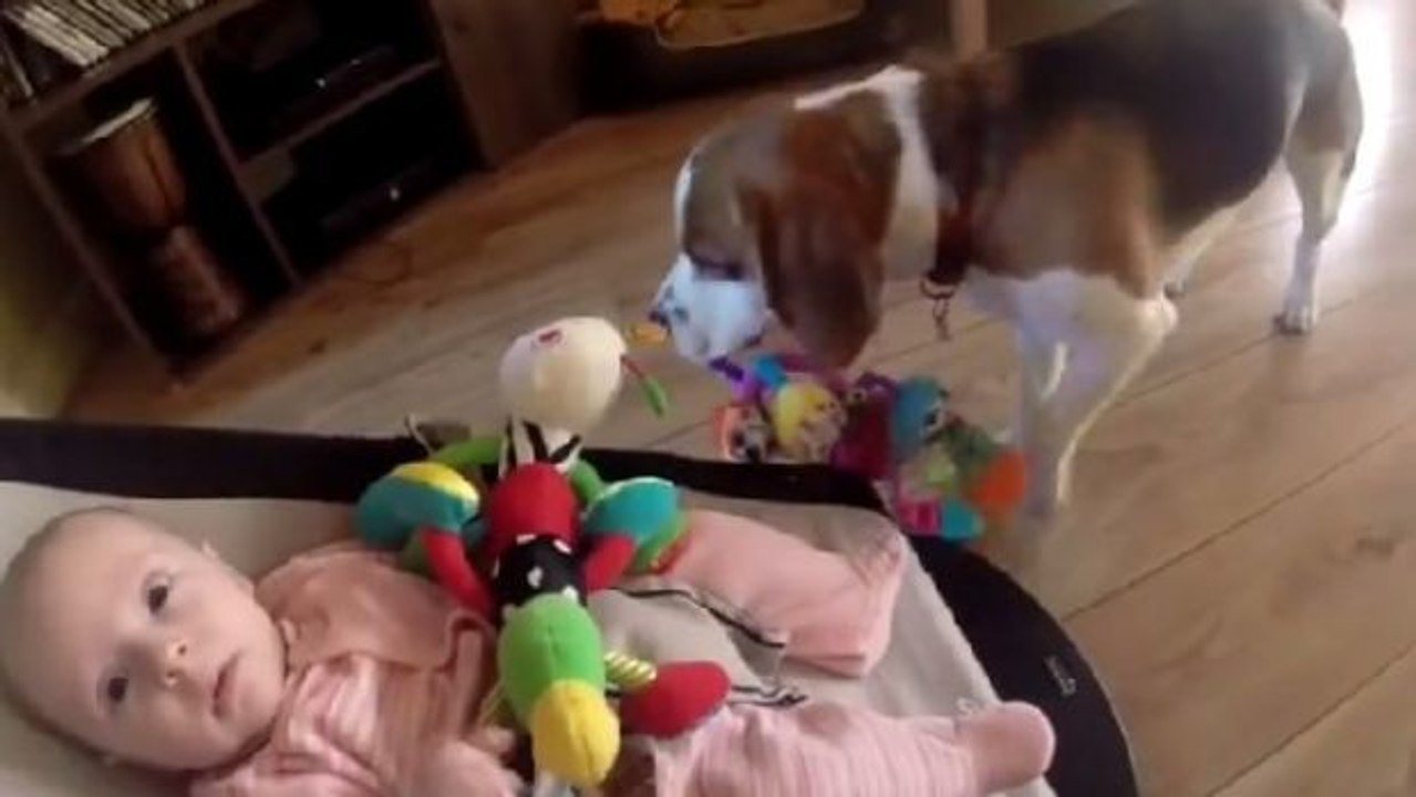 Dieser Hund stibitzt das Spielzeug der kleinen Laura... Doch als sie zu weinen beginnt, reagiert er herzallerliebst