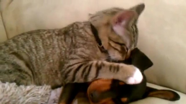 Hund kommt vom Tierarzt zurück: Die Katze stürzt sich auf ihn